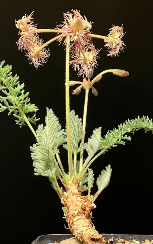 Pelargonium bowkeri 4 Pieces Seeds