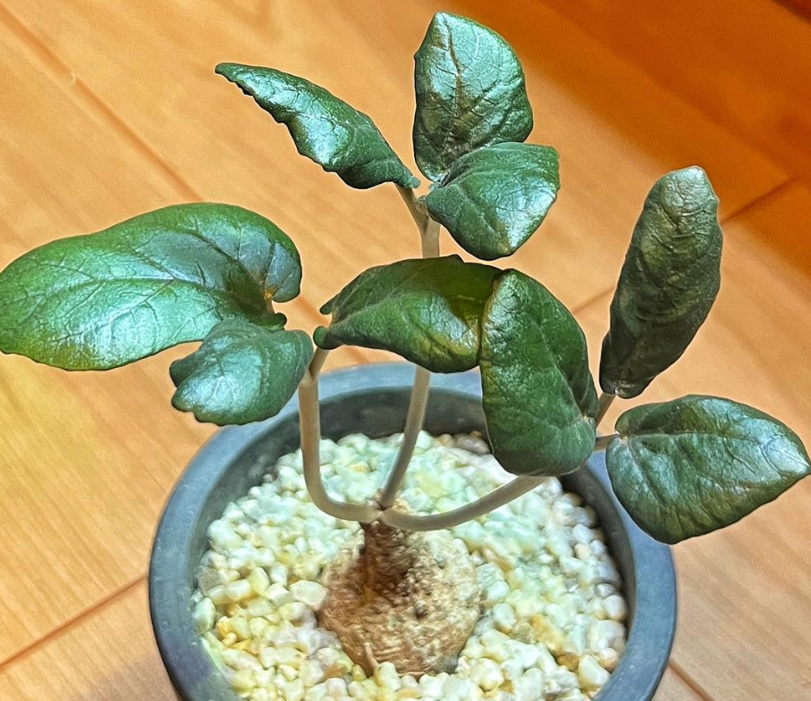 Dorstenia barnimiana ( Marsabit ) 5 Pieces Seeds