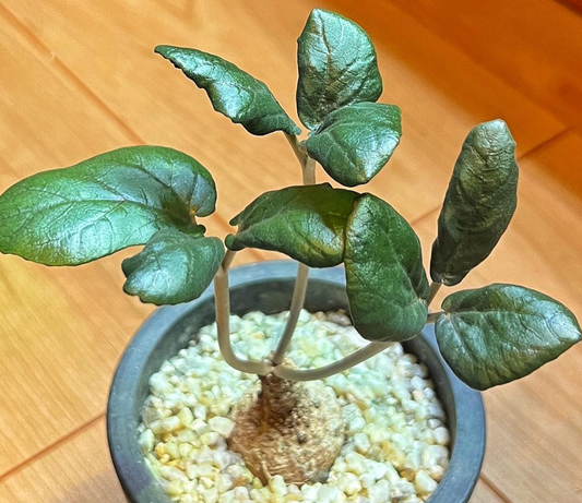 Dorstenia barnimiana ( Marsabit ) 5 Pieces Seeds