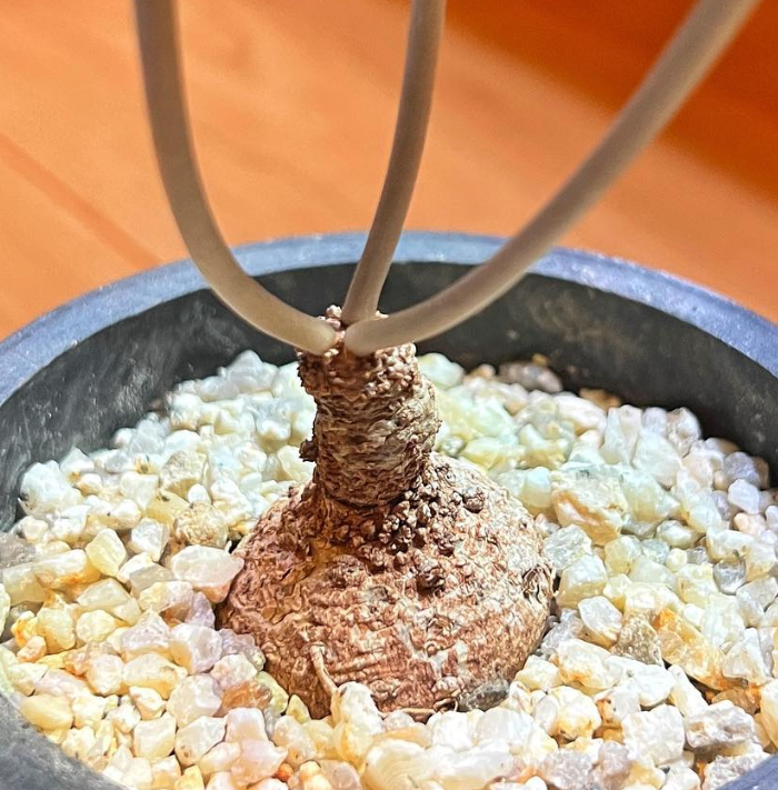 Dorstenia barnimiana ( Marsabit ) 5 Pieces Seeds