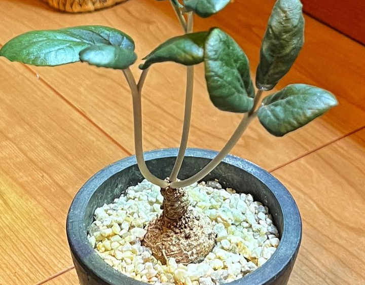 Dorstenia barnimiana ( Marsabit ) 5 Pieces Seeds