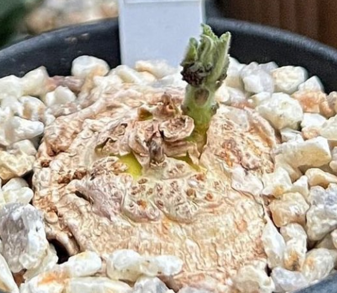 Dorstenia cuspidata ( Iringa Region - Tanzania ) 5 Pieces Seeds