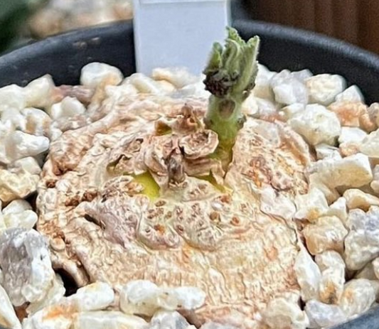 Dorstenia cuspidata ( Iringa Region - Tanzania ) 5 Pieces Seeds
