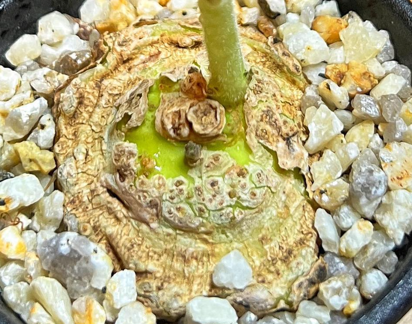 Dorstenia cuspidata ( Iringa Region - Tanzania ) 5 Pieces Seeds