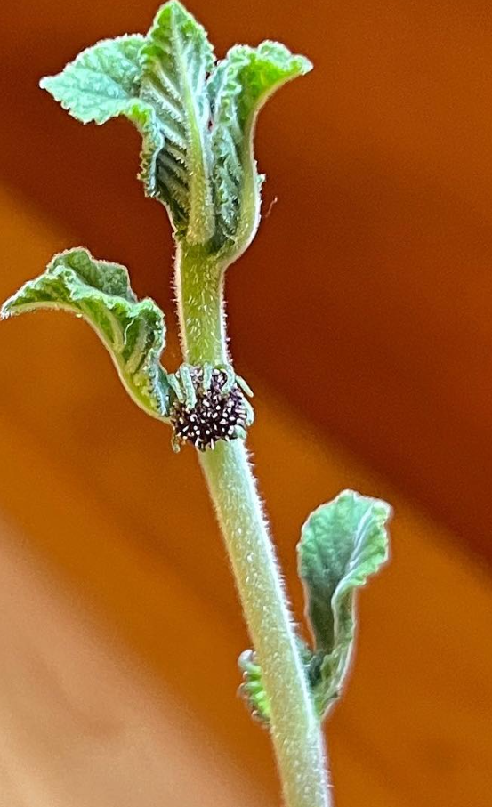 Dorstenia cuspidata ( Iringa Region - Tanzania ) 5 Pieces Seeds