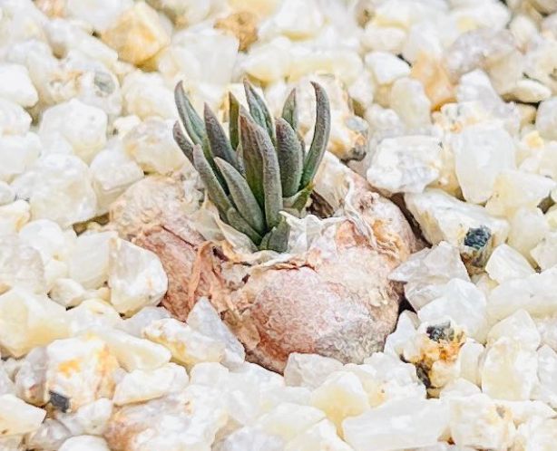 Bulbine wiesei 5 Pieces Seeds