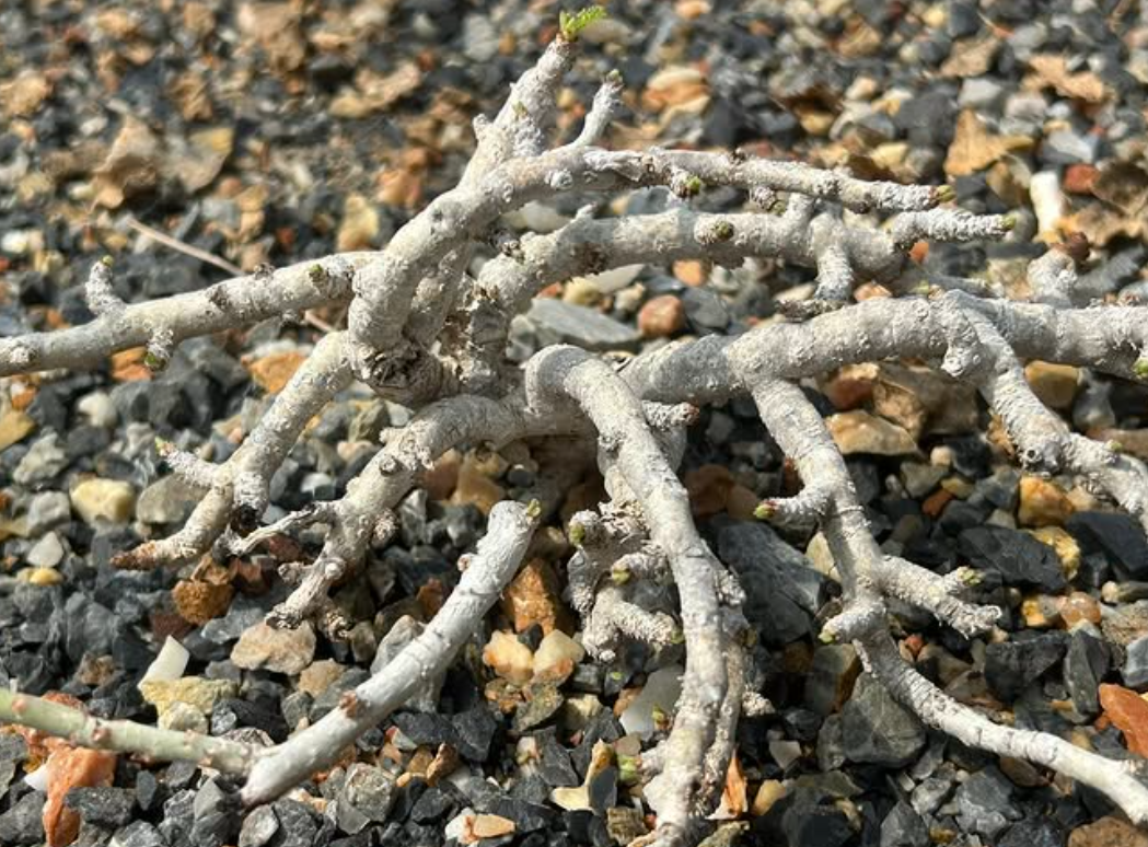 Jatropha horizontalis 5 Pieces Seeds