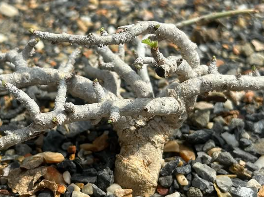 Jatropha horizontalis 5 Pieces Seeds