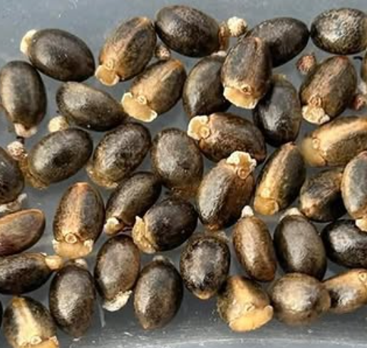 Croton socotranus 5 Pieces Seeds