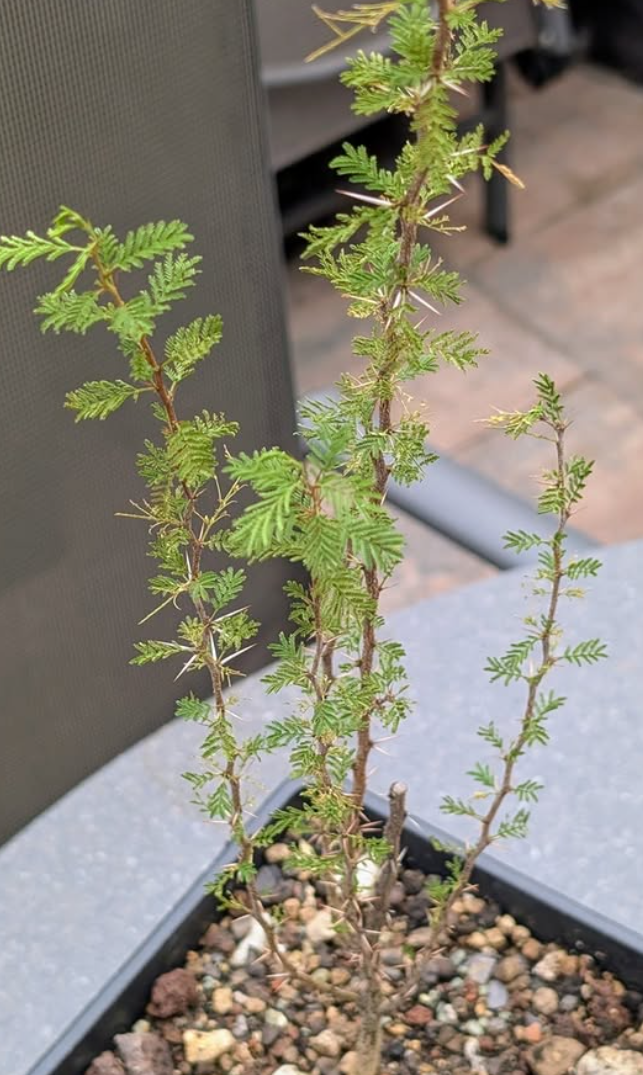 Acacia cavenia 'Espinillo' 10 Pieces Seeds
