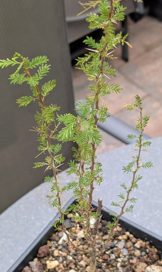 Acacia cavenia 'Espinillo' 10 Pieces Seeds