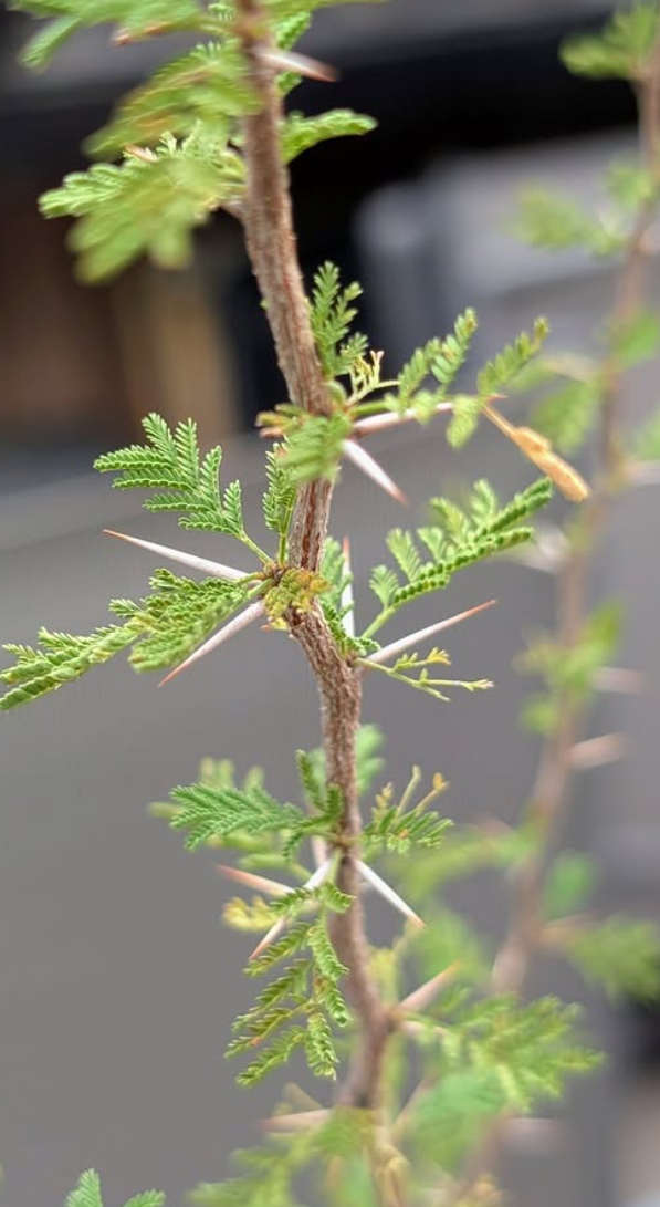 Acacia cavenia 'Espinillo' 10 Pieces Seeds