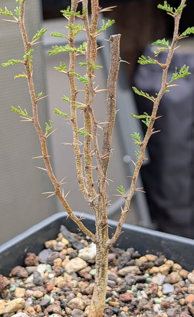 Acacia cavenia 'Espinillo' 10 Pieces Seeds