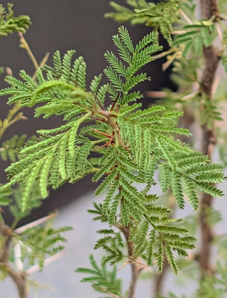 Acacia cavenia 'Espinillo' 10 Pieces Seeds
