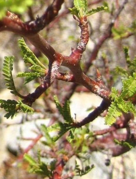 Bursera arida 'Dark Orange' 5 Pieces Seeds