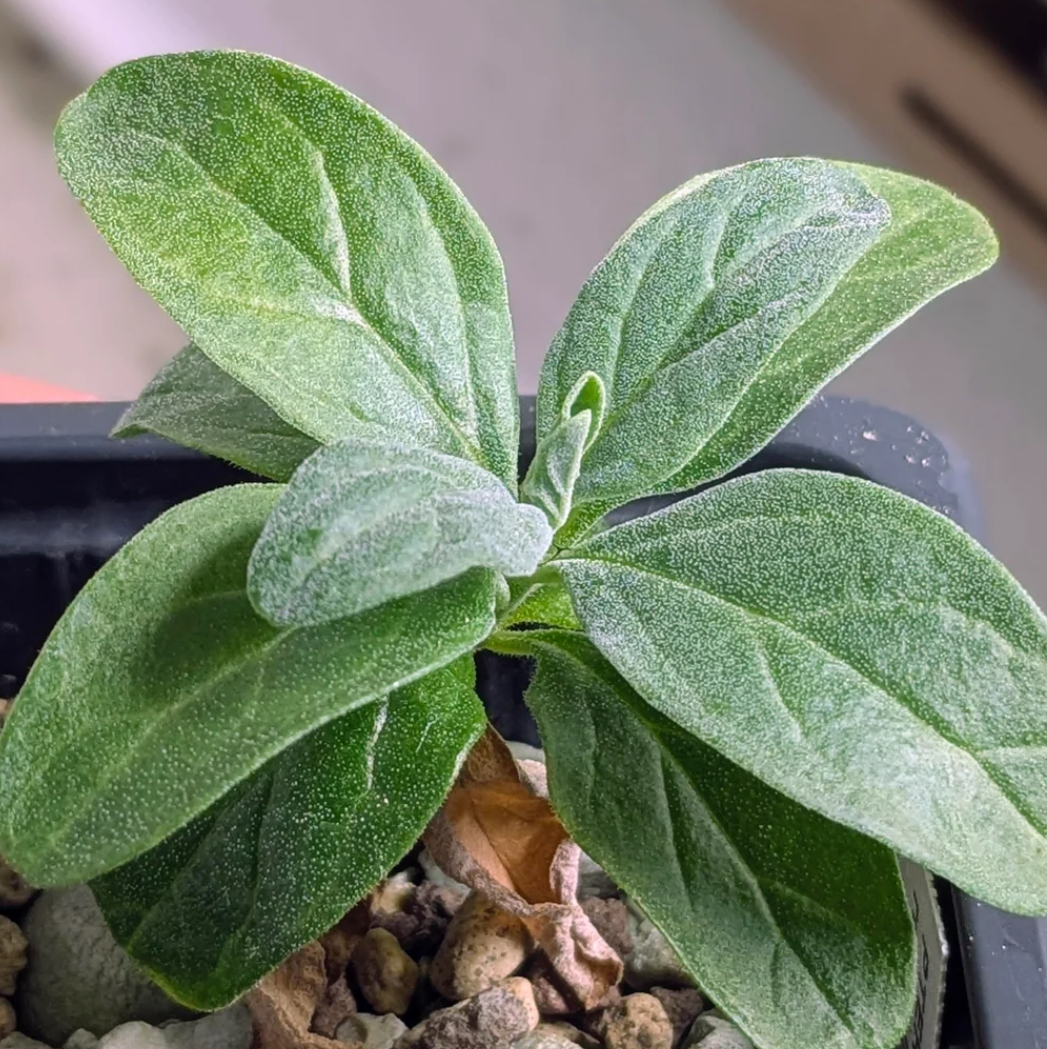 Pterodiscus ruspolii 4 Pieces Seeds