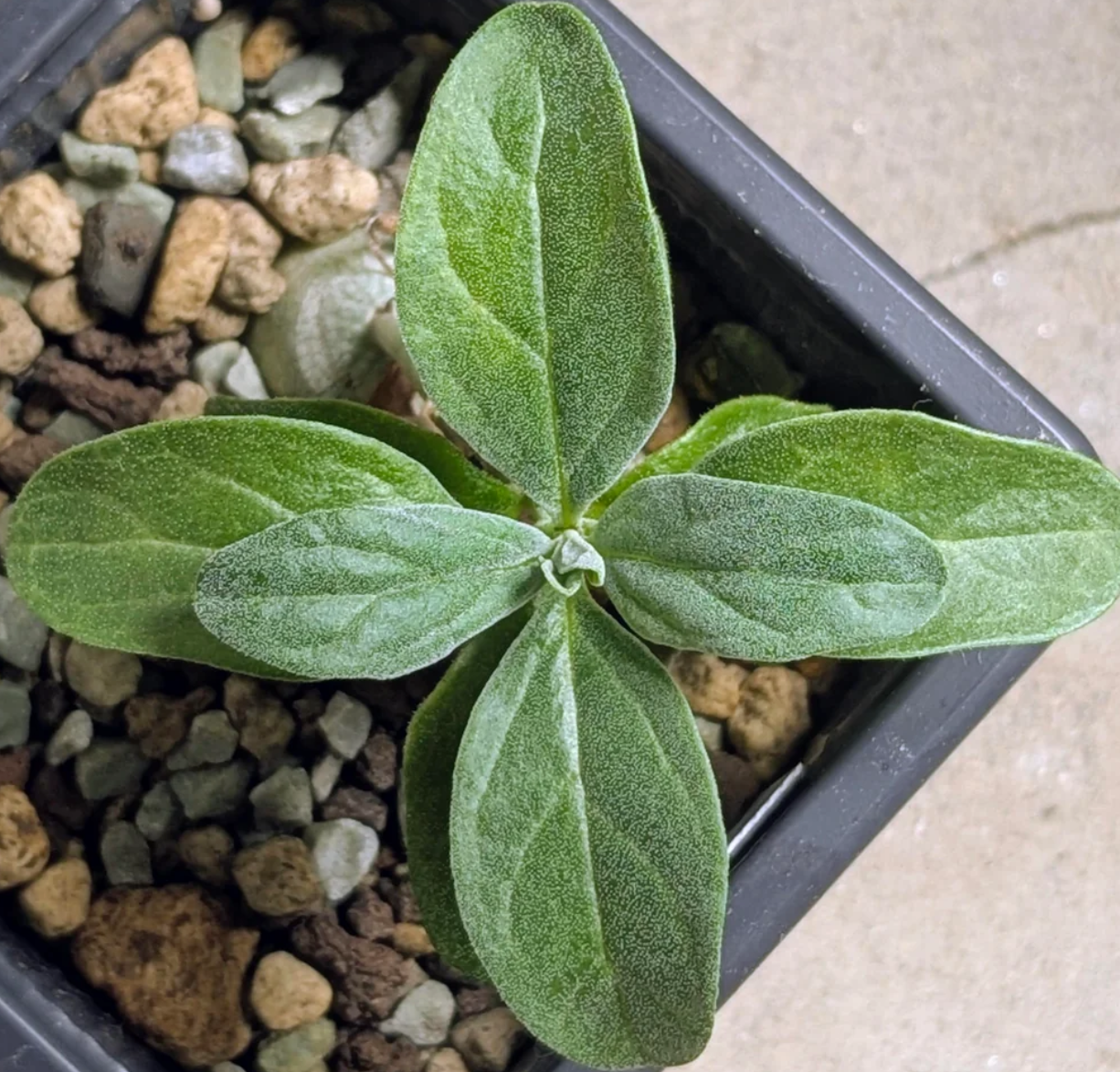Pterodiscus ruspolii 4 Pieces Seeds