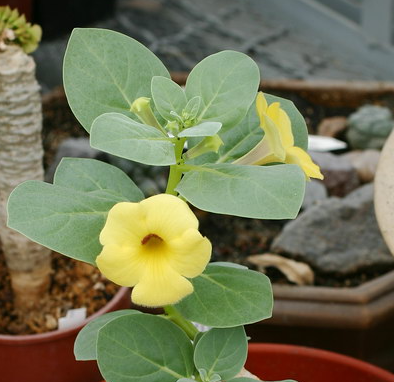 Pterodiscus ruspolii 4 Pieces Seeds