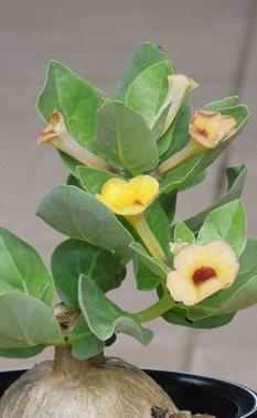 Pterodiscus ruspolii 4 Pieces Seeds