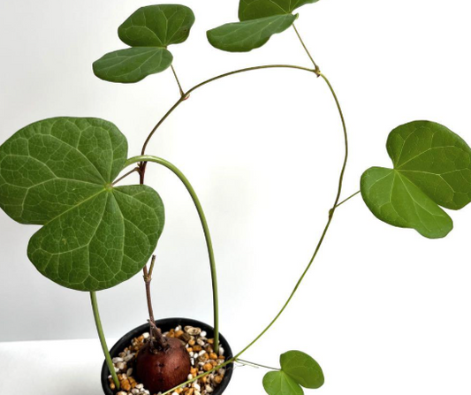Tylosema fassoglensis 5 Pieces Seeds