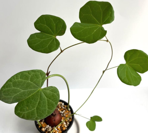 Tylosema fassoglensis 5 Pieces Seeds