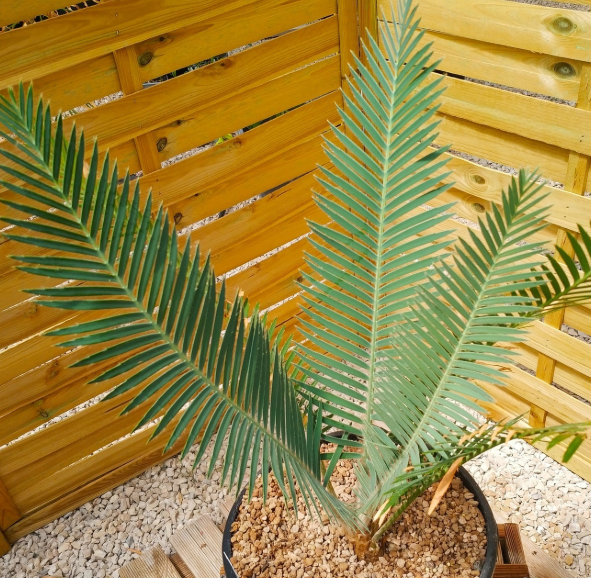 Dioon purpusii 2 Pieces Seeds