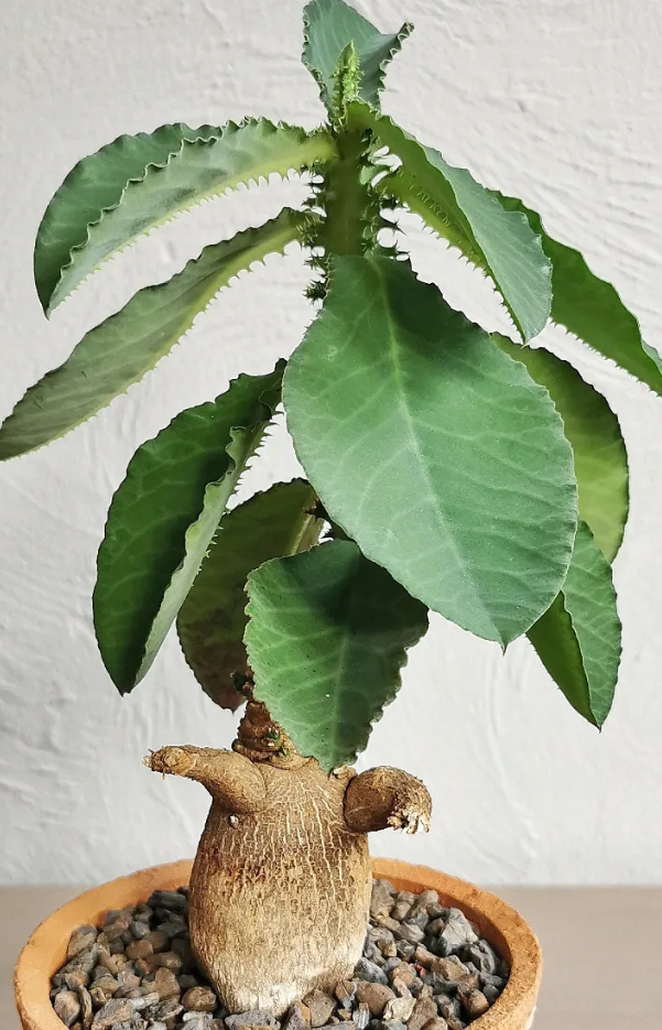 Monadenium magificum 5 Pieces Seeds