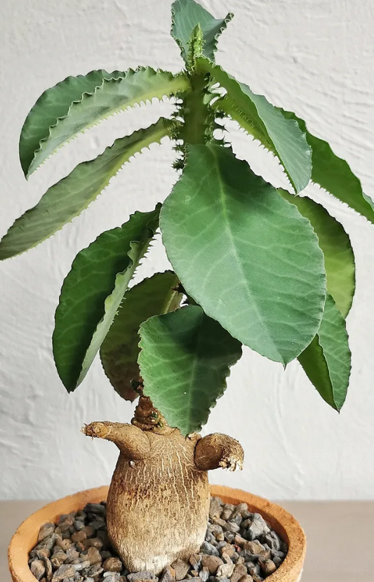 Monadenium magificum 5 Pieces Seeds