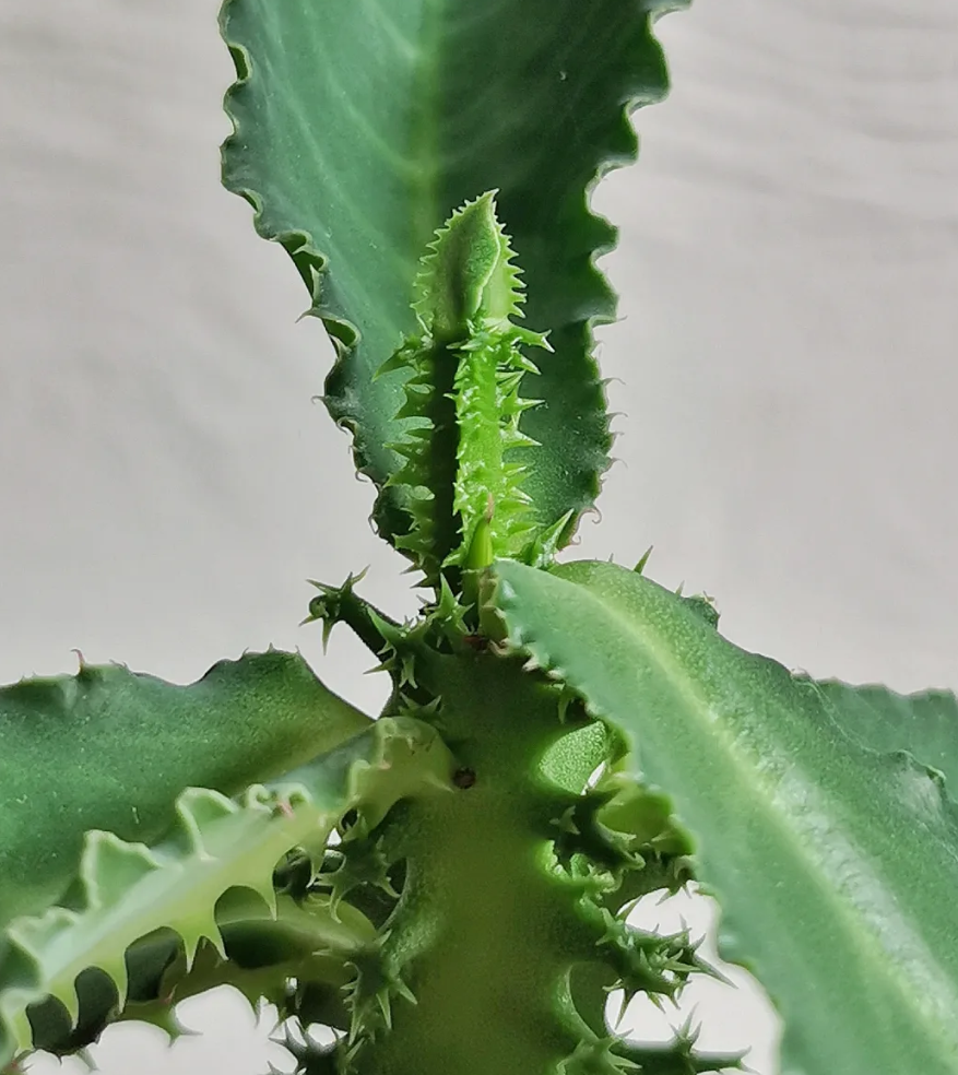 Monadenium magificum 5 Pieces Seeds