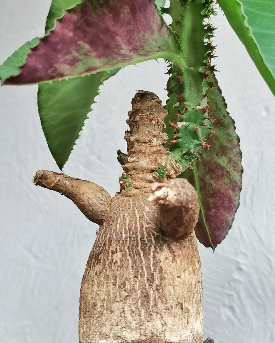 Monadenium magificum 5 Pieces Seeds
