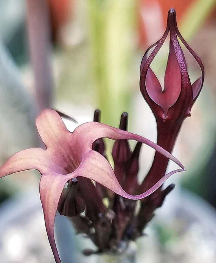 Ceropegia fusca 5 Pieces Seeds