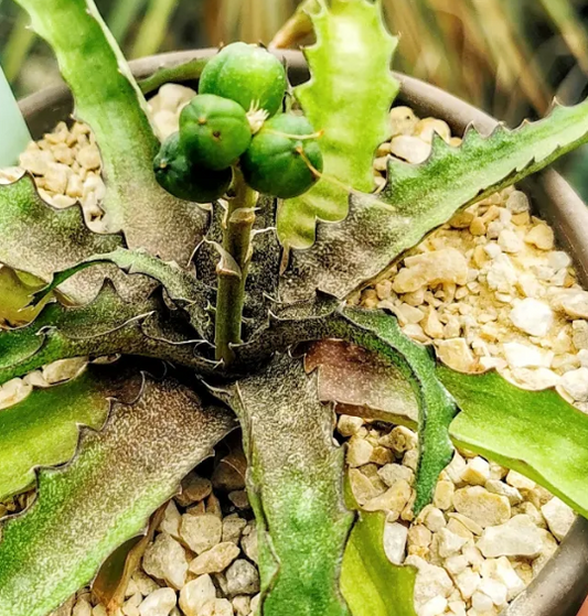 Aloe sakarahensis ssp. pallida 15 Pieces Seeds
