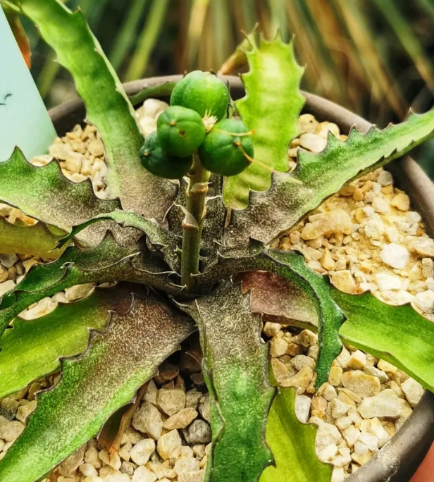 Aloe sakarahensis ssp. pallida 15 Pieces Seeds