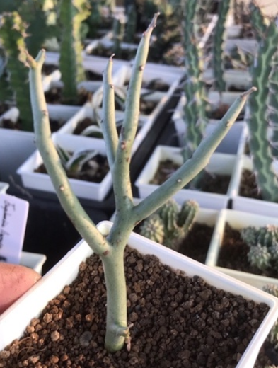 Euphorbia lignosa 10 Pieces Seeds