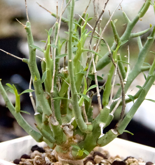 Euphorbia lignosa 10 Pieces Seeds