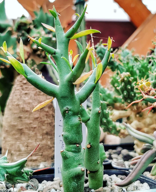 Euphorbia lignosa 10 Pieces Seeds