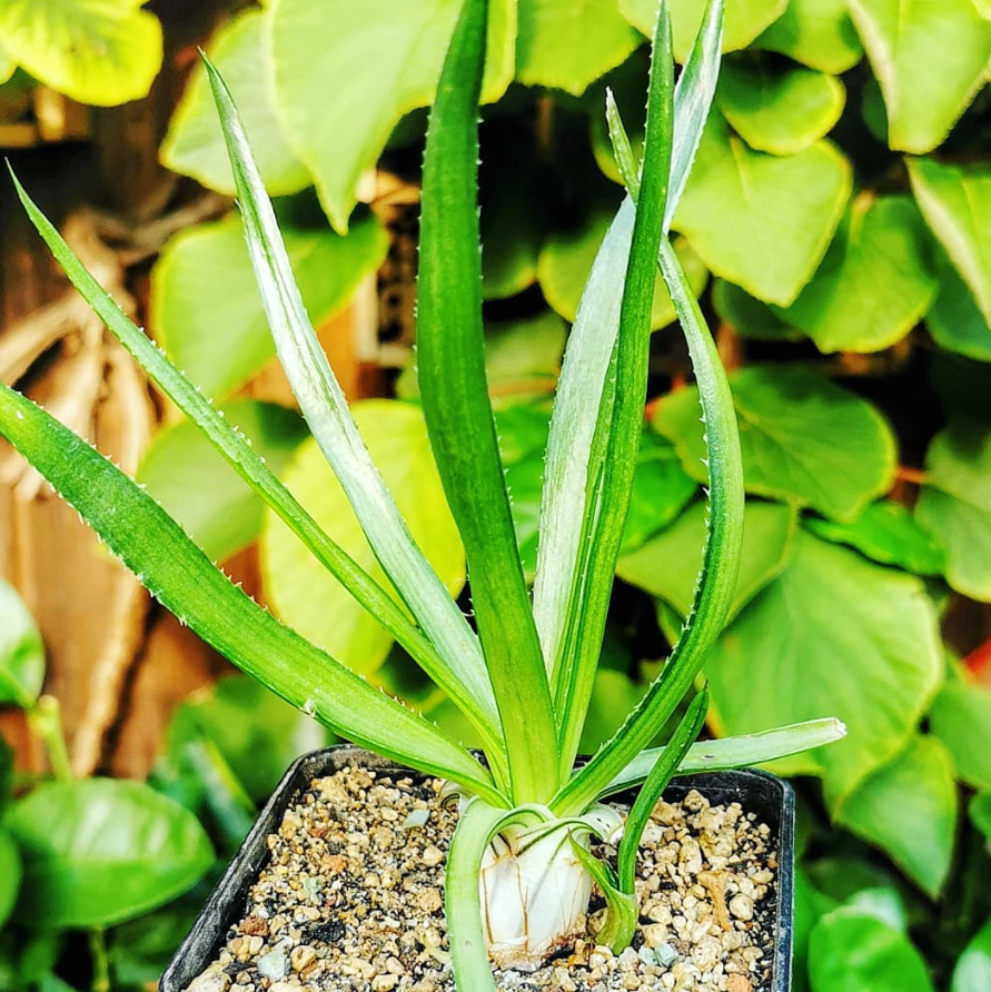 Aloe richardsiae 15 Pieces Seeds