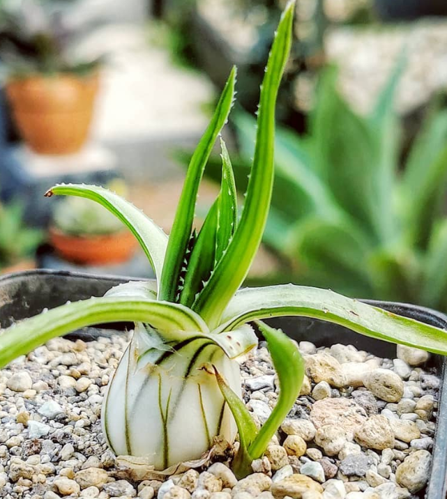 Aloe richardsiae 15 Pieces Seeds
