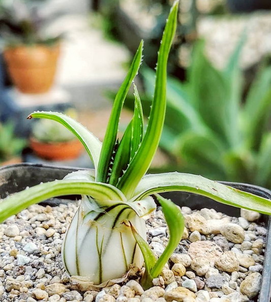 Aloe richardsiae 15 Pieces Seeds