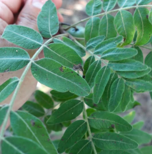 Cyrtocarpa procera 5 Pieces Seeds