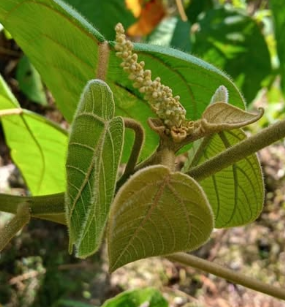 Croton lechleri 5 Pieces Seeds