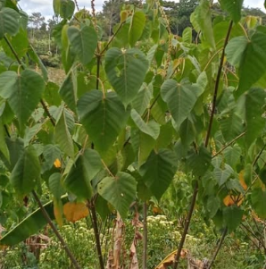 Croton lechleri 5 Pieces Seeds