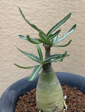 Adenium crispum ( Adenium somalense var. crispum ) 6 Pieces Seeds