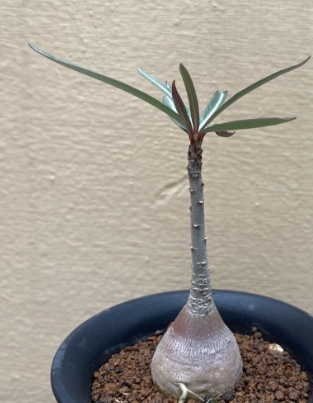 Adenium crispum ( Adenium somalense var. crispum ) 6 Pieces Seeds