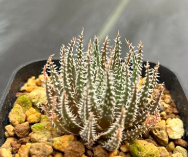 Aloe florenceae 15 Pieces Seeds
