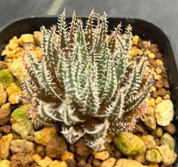 Aloe florenceae 15 Pieces Seeds