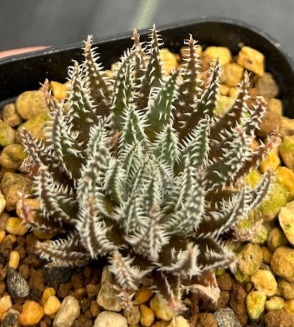 Aloe florenceae 15 Pieces Seeds