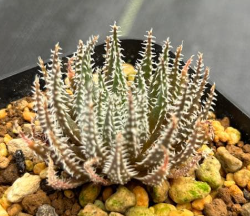 Aloe florenceae 15 Pieces Seeds