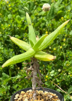 Aloe whitcombei 15 Pieces Seeds