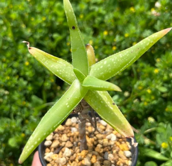 Aloe whitcombei 15 Pieces Seeds